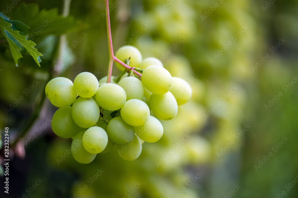 Close-up of bunches of ripe wine grapes