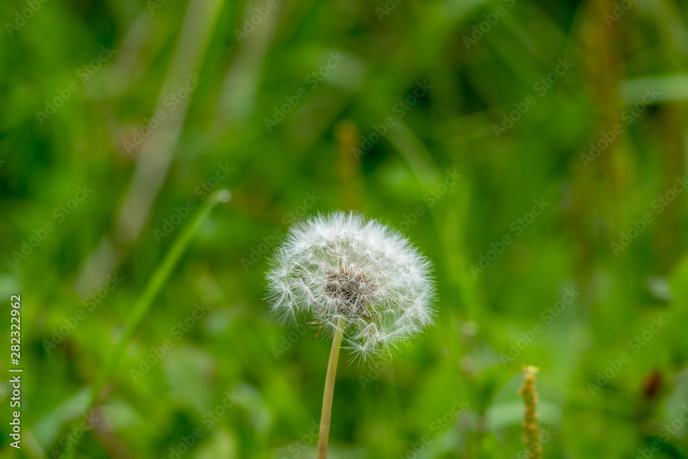 White cirrus fluffy dandelion parachutes close-up White cirrus fluffy dandelion parachutes close-up