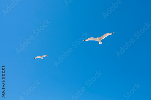 Schilderij op canvas Two seagulls in flight against bright blue sky