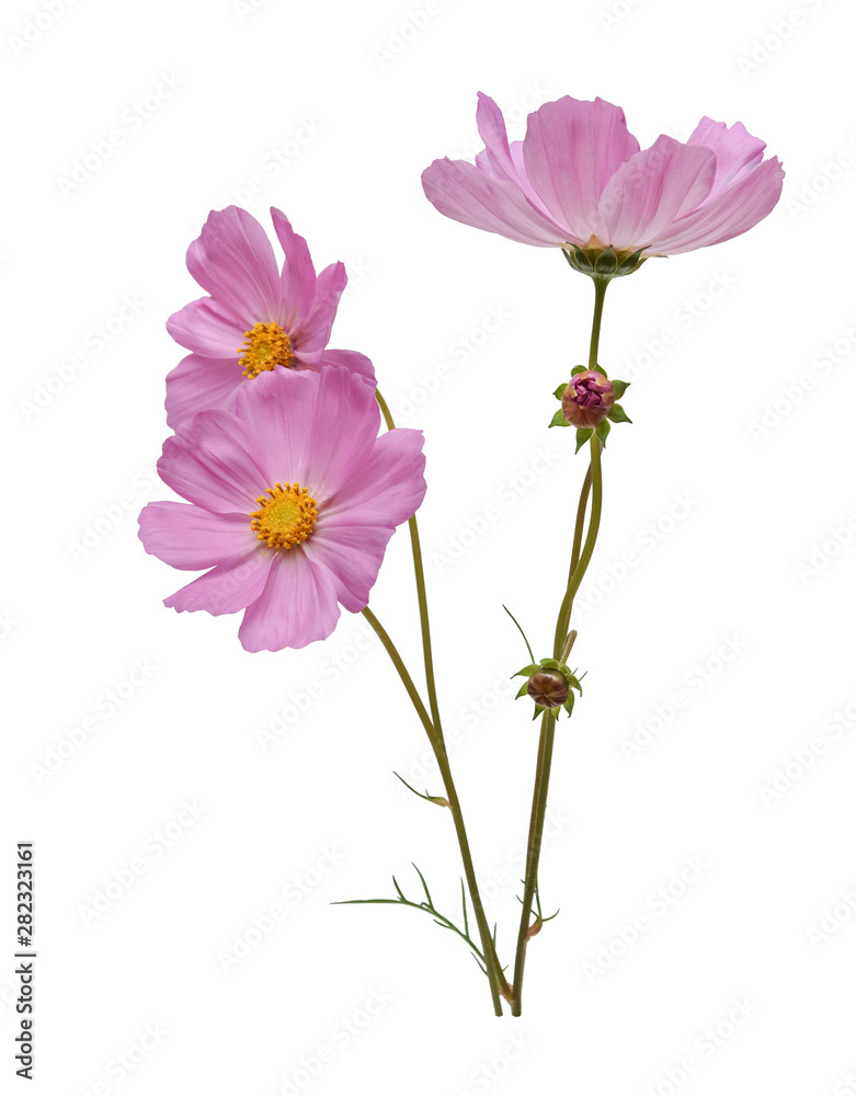 pink cosmos flowers isolated on white background