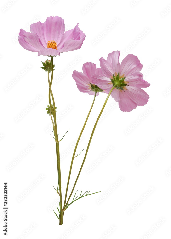 pink cosmos flowers isolated on white background pink cosmos flowers isolated on white background