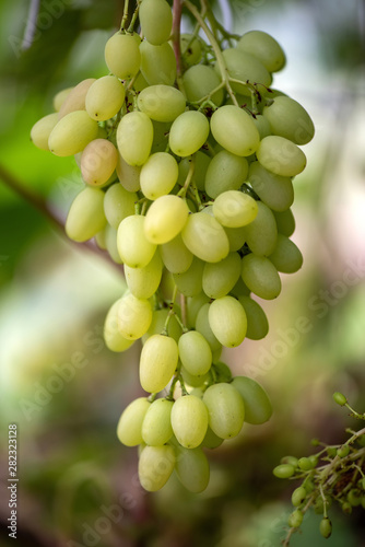 Close-up of bunches of ripe wine grapes