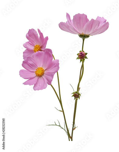 pink cosmos flowers isolated on white background