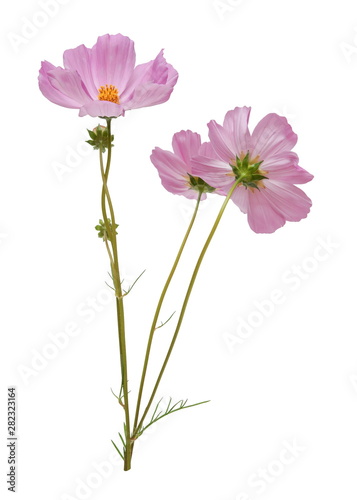 pink cosmos flowers isolated on white background