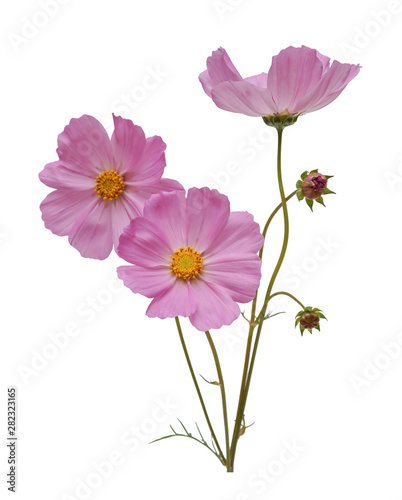 pink cosmos flowers isolated on white background