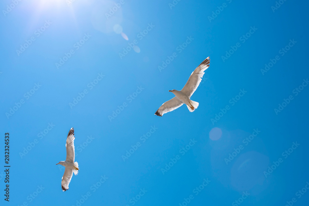 Seagulls in flight against bright blue sky Seagulls in flight against bright blue sky
