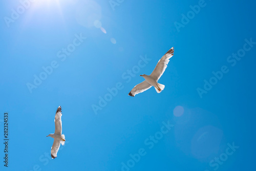Seagulls in flight against bright blue sky
