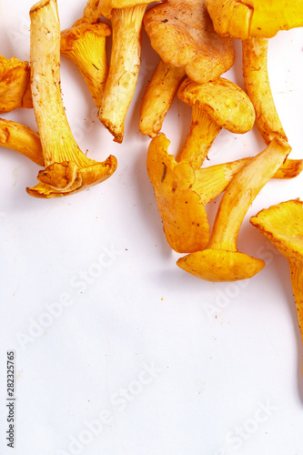 Raw fresh chanterelle mushrooms on a white background. Top view
