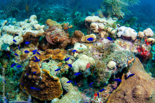 Fototapeta Naklejka Na Ścianę i Meble -  These blue chromis damselfish are completely unaware of the danger they're in from the well camouflaged spotted scorpionfish on a reef in the Dry Tortugas, Florida, Gulf of Mexico. 