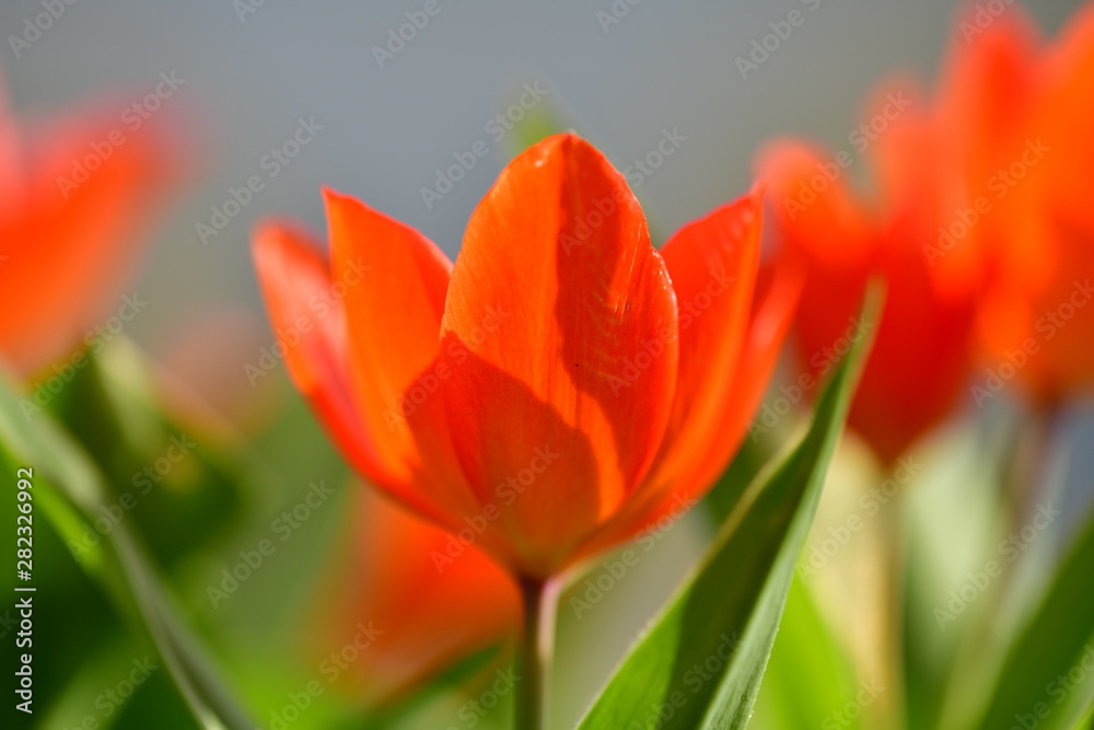 red tulips in the garden