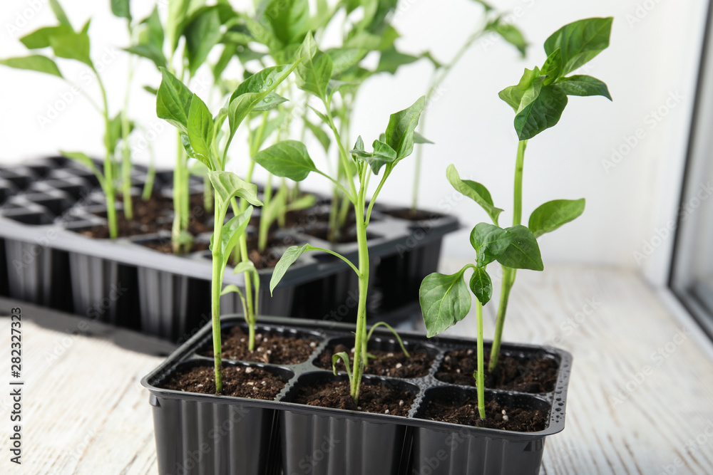 Vegetable seedlings in plastic tray on wooden window sill Vegetable seedlings in plastic tray on wooden window sill