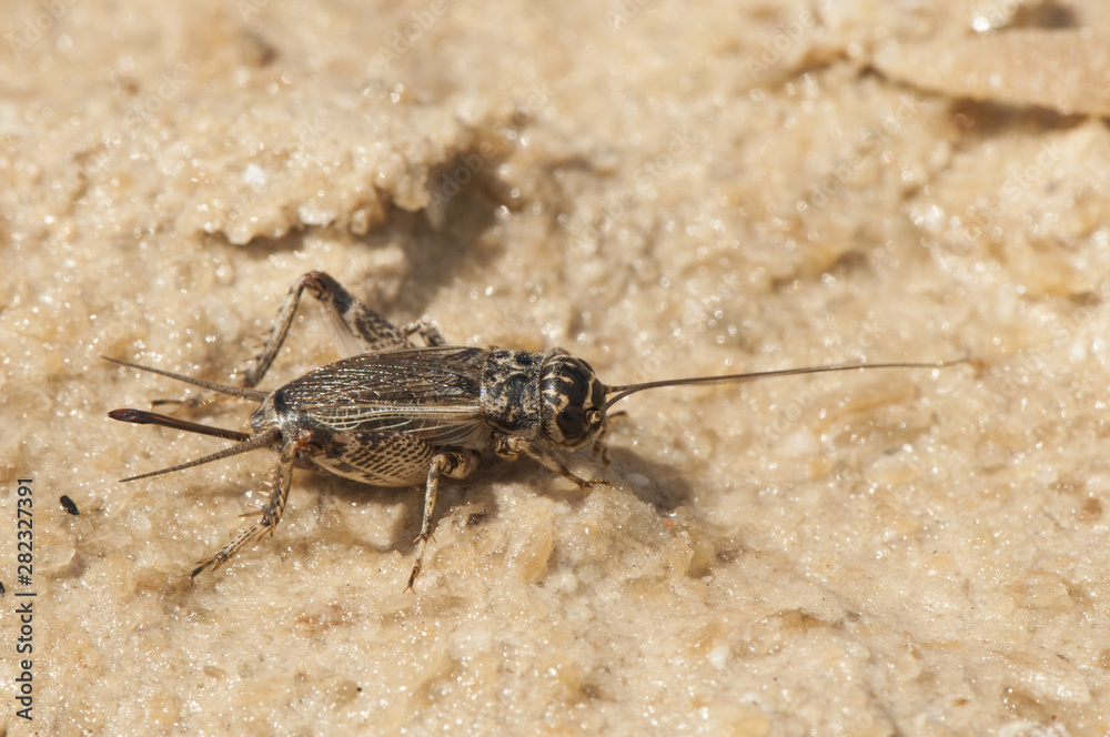 Eumodicogryllus bordigalensis female Eumodicogryllus bordigalensis female