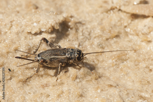 Eumodicogryllus bordigalensis female