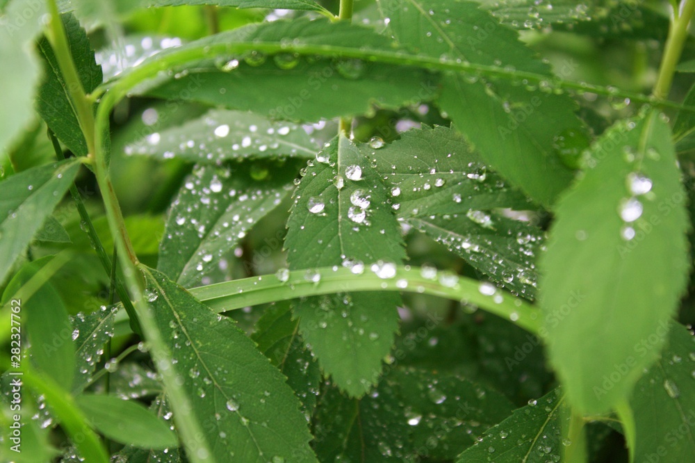 Naklejka premium rain drops nature green