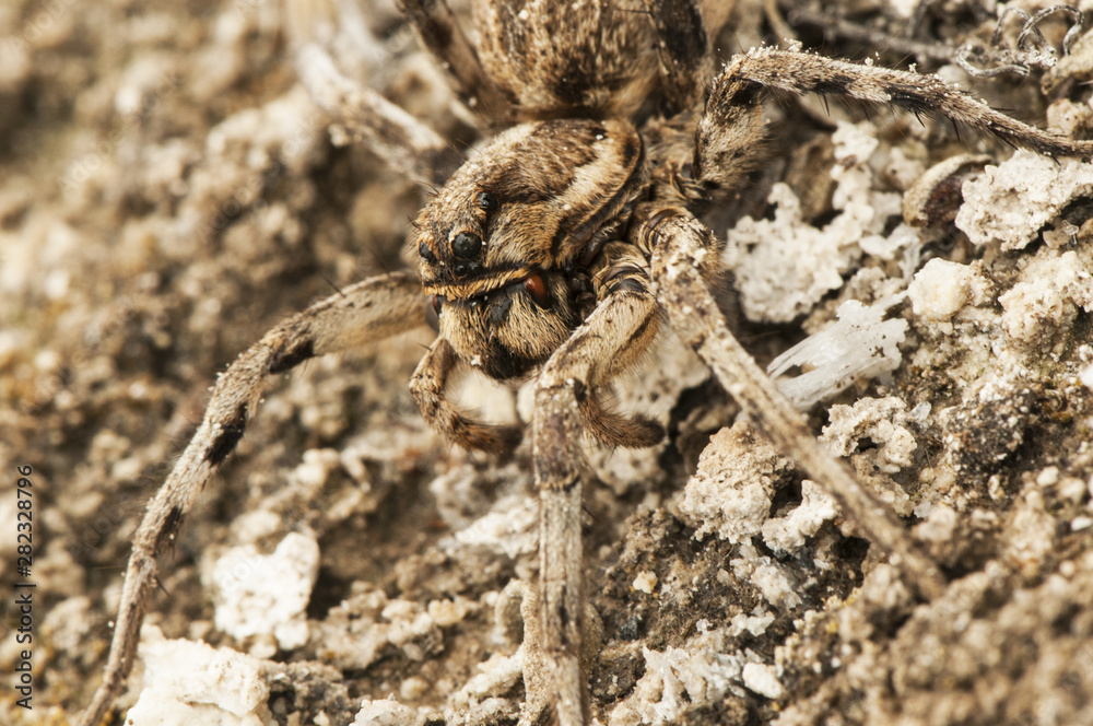 Lycosa tarantula