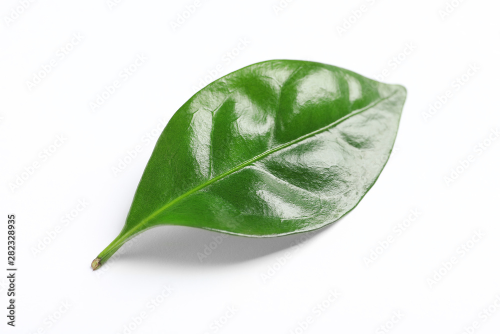 Fototapeta premium Fresh green coffee leaf isolated on white