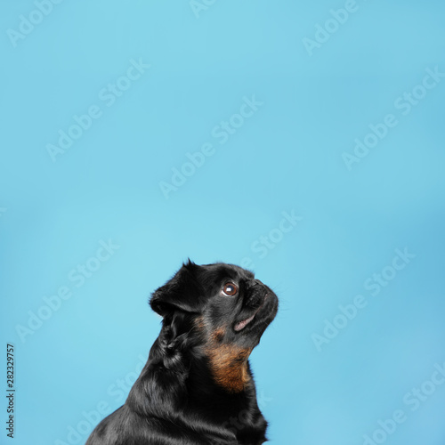 Adorable black Petit Brabancon dog on light blue background