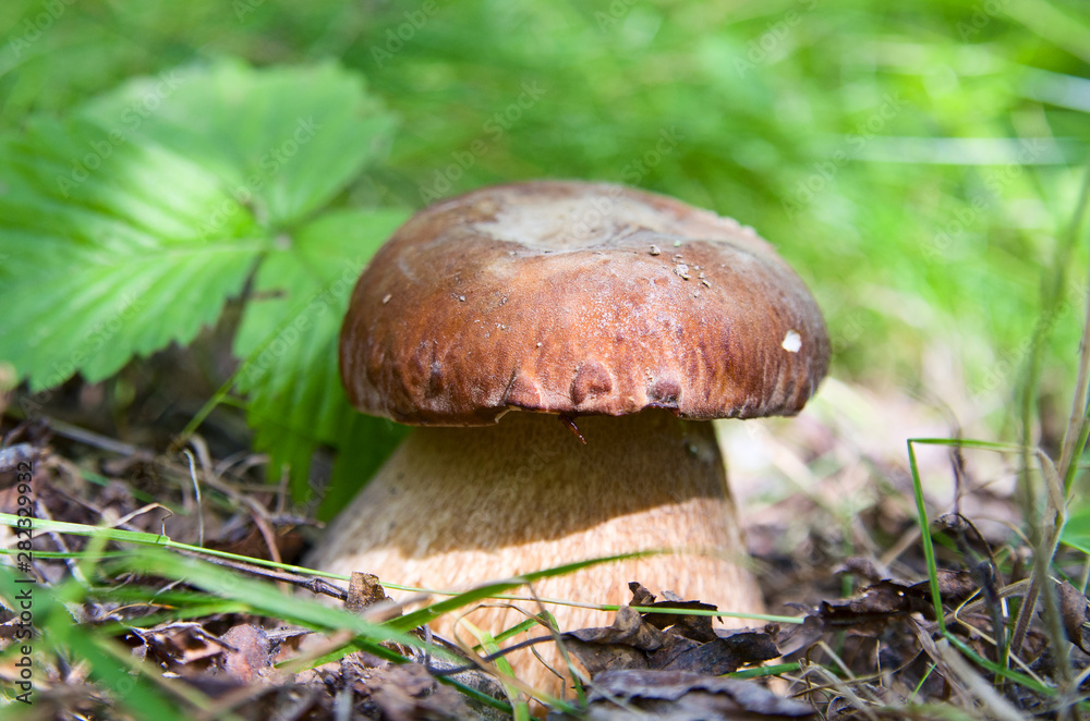 Beautiful growing edible mushroom boletus on a background of green grass, large Beautiful growing edible mushroom boletus on a background of green grass, large