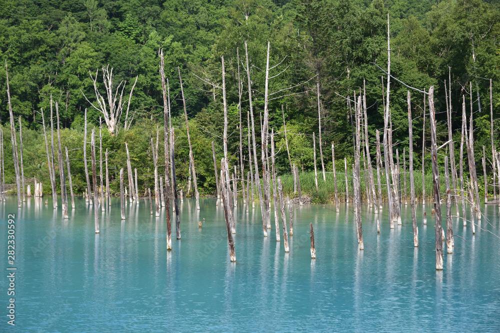 日本の北海道美瑛町の青い池 日本の北海道美瑛町の青い池