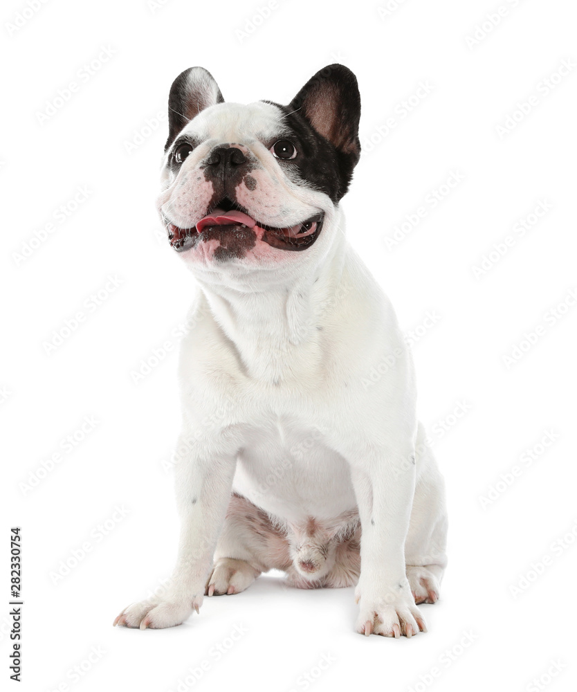 French bulldog on white background. Adorable pet