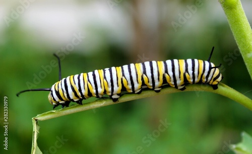 Monarch Butterfly Caterpillar © Carol