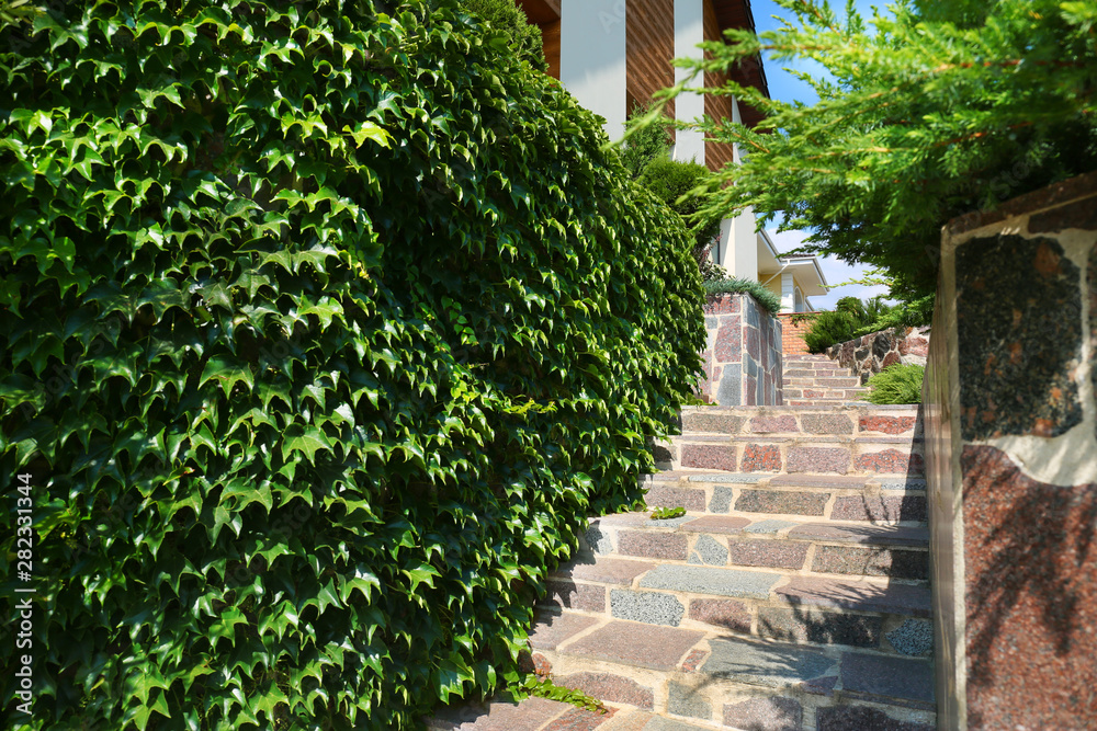 Wall covered with green ivy near stone stairs in modern garden