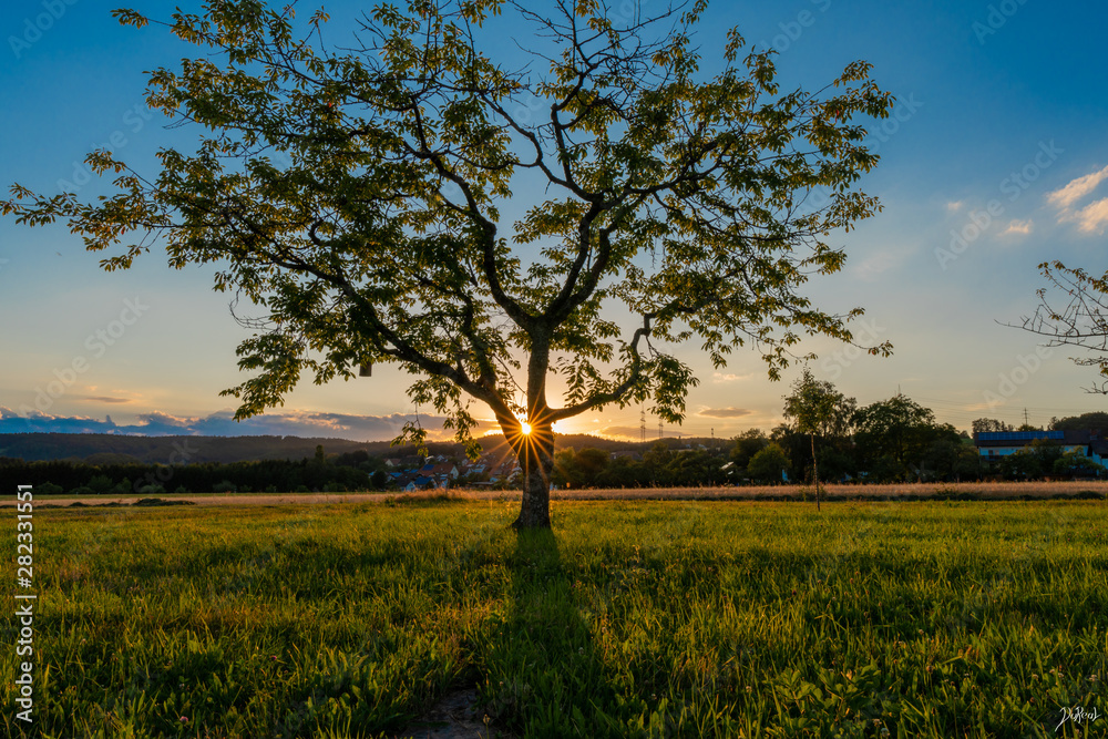 Obraz premium Tree with sunstar