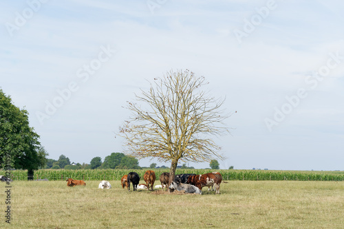 During the heat wave, the cows are suffering, they try to find a protection from the sun under a thin dead tree