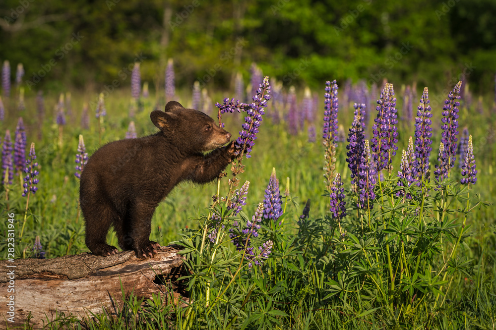 Black Bear Cub (Ursus americanus) Paws at Lupine Summer