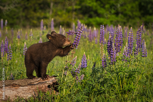 Obraz na płótnie Black Bear Cub (Ursus americanus) Paws at Lupine Summer w salonie