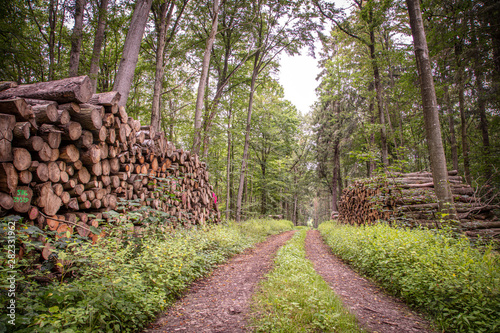 cut wood lies in large stacks on the left and right of a forest path