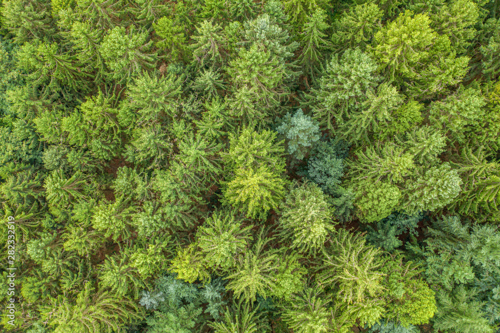 a top view of a green mixed forest