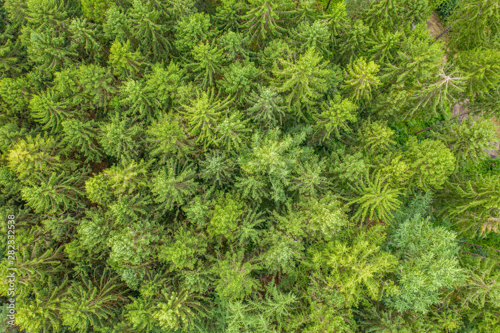a top view of a green mixed forest a top view of a green mixed forest