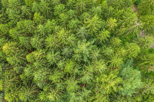 a top view of a green mixed forest