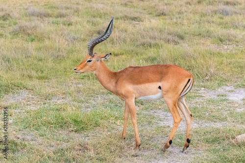 Impala  beautiful antelope standing in the savannah