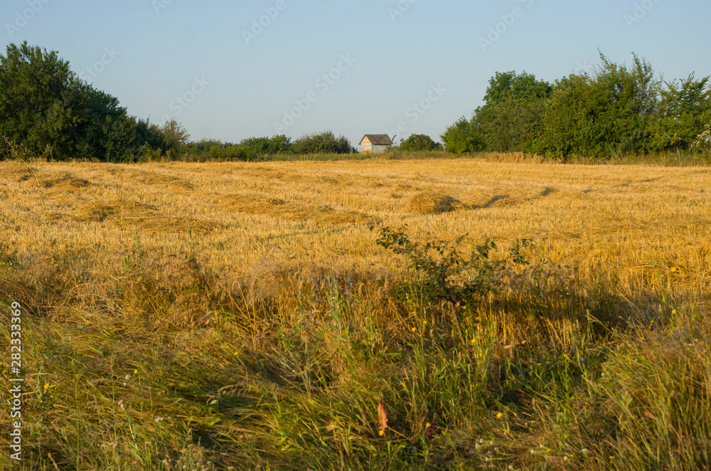 In the morning, a mowed field of wheat, yellow, leading into the distance path.