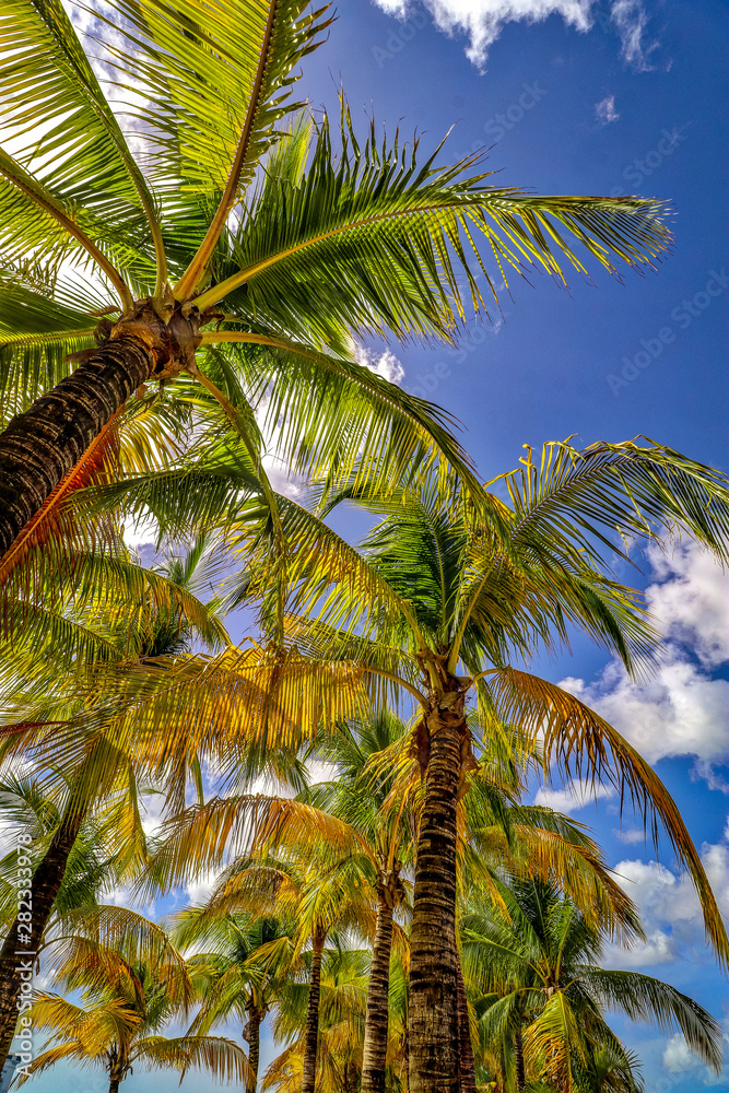 Fototapeta premium Roatan, Honduras