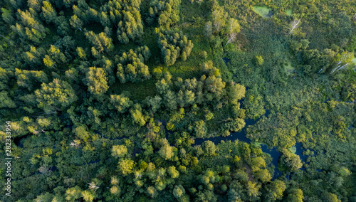 swamp in the forest view from drone. Swampy landscape. View of an impassable swamp from height. Aerial photography Wild forest landscape.