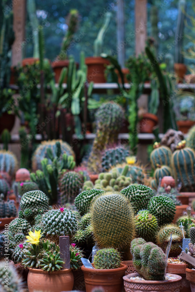 Cactus Cactus