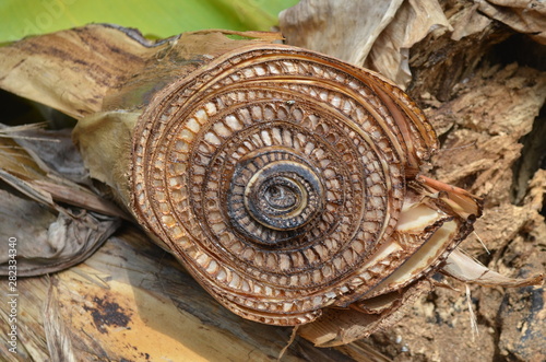 Espiral 