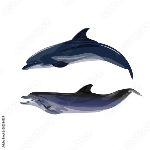 Pair of dolphins vector