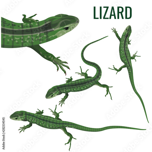 Obraz na plátně Set of a lizards