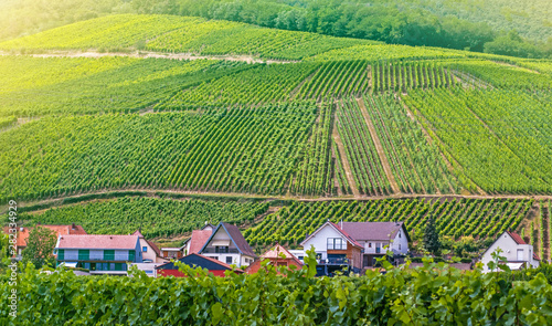 Rows Of vineyard grape vines, sommer landscape. Vineyards of France
