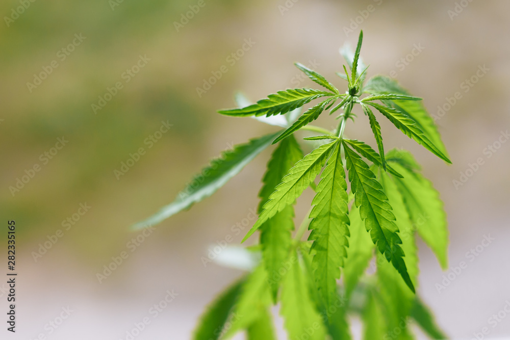 Cannabis plant growing outdoors, lit by warm morning light. Cultivation marijuana. Beautiful hemp bush CBD, marijuana vegetation plants, background green. A place for copy space Cannabis plant growing outdoors, lit by warm morning light. Cultivation marijuana. Beautiful hemp bush CBD, marijuana vegetation plants, background green. A place for copy space