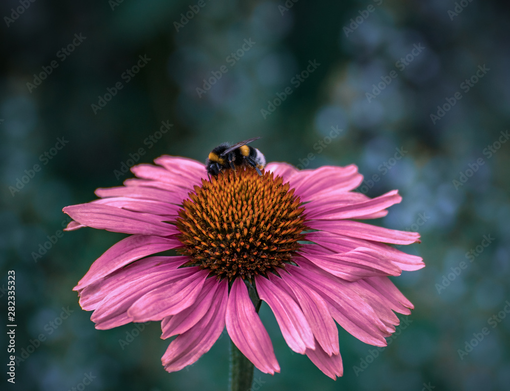 Bumblebee on big Echinacea flower, close up Bumblebee on big Echinacea flower, close up