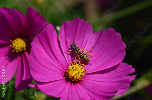 Gallische Feldwespe, Polistes dominula photo