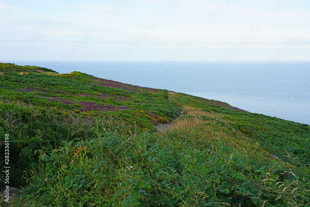 Fields of heathers and other wildflowers on a hill in Howth, Ireland