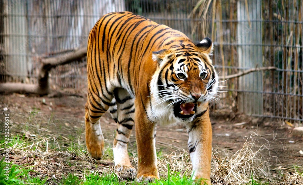 Obraz premium roaring tiger in zoo