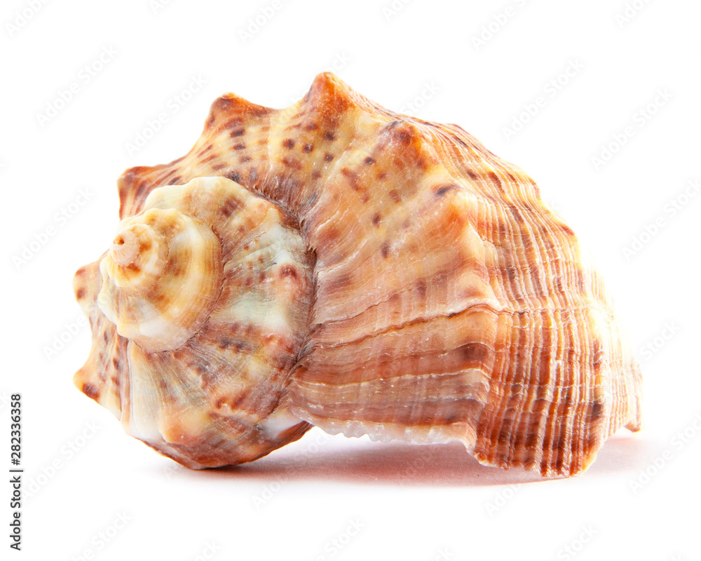 Sea shells of Rapana or large predatory sea snail isolated on white background. Souvenir concept and design detail. Sea shells of Rapana or large predatory sea snail isolated on white background. Souvenir concept and design detail.