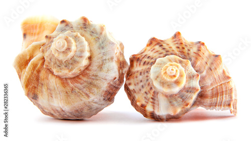 Two sea shells of Rapana or large predatory sea snail isolated on white background. Souvenir concept and design elements.